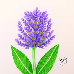 a drawing of purple flowers with green leaves,this is a drawing of a purple flower