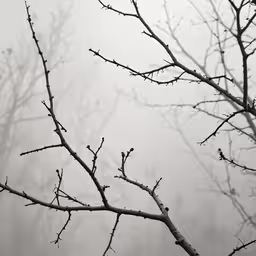 tree branches with fog in the background