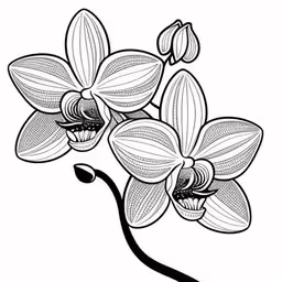 a white flower with leaves drawn in black ink,a drawing of flowers in black and white,an ink drawing of a flower on a white background,a white orchid flower is depicted in the middle of black and white,black and white flowers with leaves on them