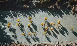 the yellow flowers are still attached to the concrete wall
