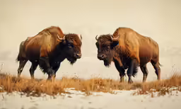 two bison standing side by side on a snowy hillside