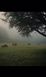 a herd of cattle grazing on top of a lush green field