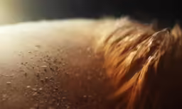 a view of the skin of an animal