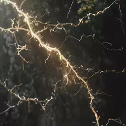 the sunlight shines through some thin branches of a tree