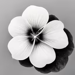 a white and black flower with water droplets on it