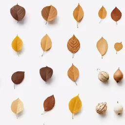 various types of autumn leaves against a white background