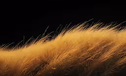 the tall grass is brown and fluffy