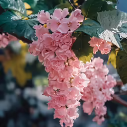 pink flowers growing from branches of tree