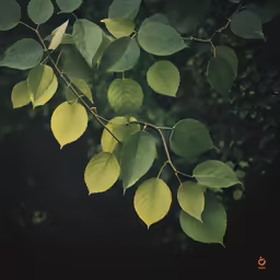 a branch with bright green leaves in the dark