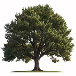 a large green tree with many leaves