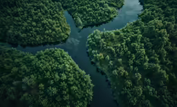 a river that is winding through a forest