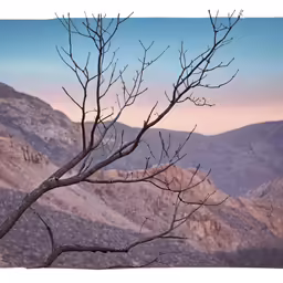 a bare tree branch stands in front of some mountains