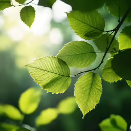the bright green leaves in the woods are shining