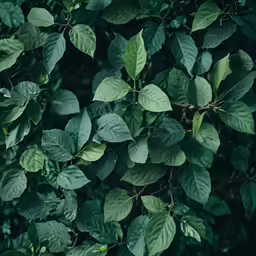 many green leaves hanging from the branches of a tree