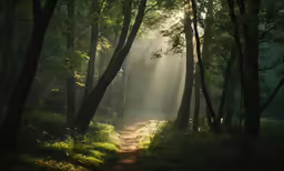 a sun shines through the trees in a forest