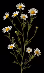 daisy buds with many white yellow flowers against a black background