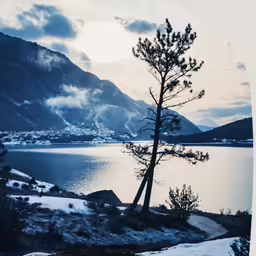 a tree sits next to a body of water