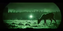 the deer grazes in the field at night