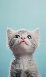 a cat staring up into the sky
