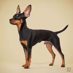 the doberman is standing up and posing for the camera