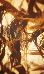 a bunch of branches sitting in the sun