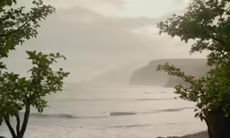 a view of an ocean, with a couple of trees