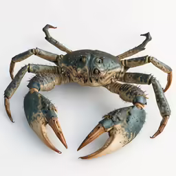 a crab with claws that have had one bite taken from it