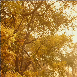 the sun is shining through a leaf - laden tree