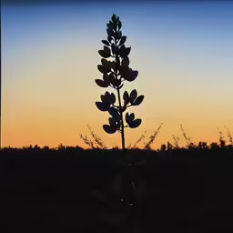 an image of a plant that is in silhouette