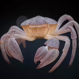 the plant looks like a spider on its hind legs