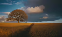 a big tree on the edge of an empty road