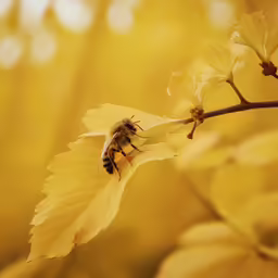 a bee on top of a flower with a yellow background