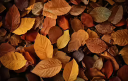 colorful leaves all over the ground on top of each other