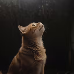 an orange cat sitting in the dark, gazing upward