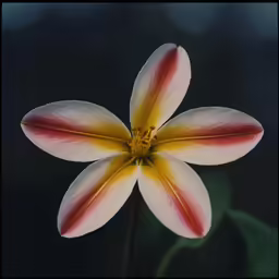 an image of the center of a flower
