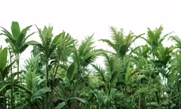 a green tropical tree line with lots of leaves