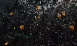 small yellow flowers with tiny lights hanging from them