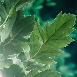 the sun shines through leaves that are green
