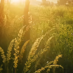 a field full of tall grass with sun shining in the background