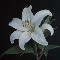 a white flower with water droplets on it