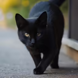the black cat is walking by the door