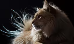 a lion with its head turned in front of him