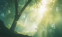 a sun shines through a tree in the forest