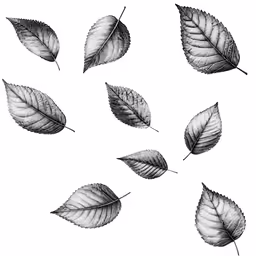 four leaf drawings with some leaves on the top