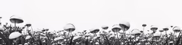 a black and white image of some tall flowers
