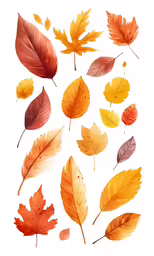 watercolor fall leaves on a white background