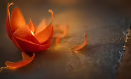 a flower with a long stem on top of it