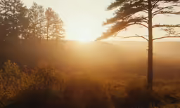 a sunset shines on a forested area that appears to be under coniferouss