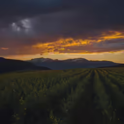 the sun is setting over some crops in a big field