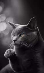 black cat with yellow eyes staring ahead